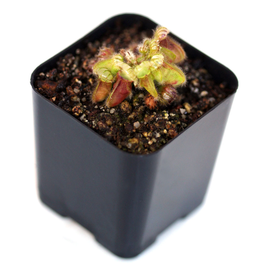 Cephalotus Follicularis Typical